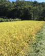 世羅くろがわ上谷特別栽培米「こしひかり」販売しています！